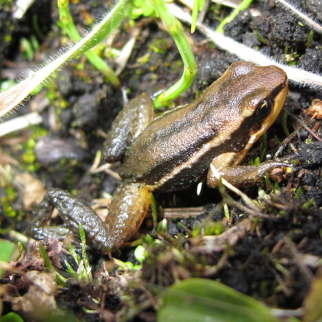 HERPETO-PLAN FOR THE CONSERVATION OF AMPHIBIANS IN THE SIERRA NEVADA COLOMBIANA.