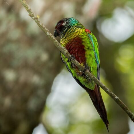 SHORT-MEDIUM-AND-LONG-TERM-ACTION-PLAN-TO-COUNTER-THE-RATE-OF-DEFORESTATION-IN-THE-AMAZON-COLOMBIA.