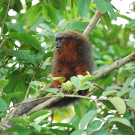 ECOTOURISM PLAN BASED ON INTEGRATED WATER MANAGEMENT IN THE COLOMBIAN AMAZON