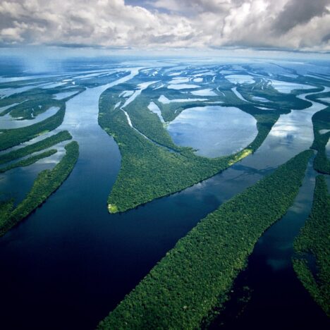 FITORREMEDIATION WITH RED MANGROVE (RHIZOPHORA MANGLE) OF COASTS CONTAMINATED WITH MERCURY, ON THE COLOMBIAN PACIFIC COAST